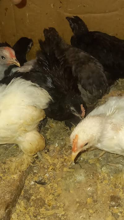 Fancy chicks available in Lahore- Healthy and vaccinated