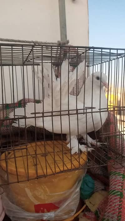 lakka piegons for sale