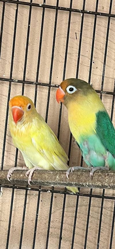 one pair (crimino ,pharblue) and one pair of (dacino, albino)