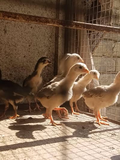 Aseel quality chicks