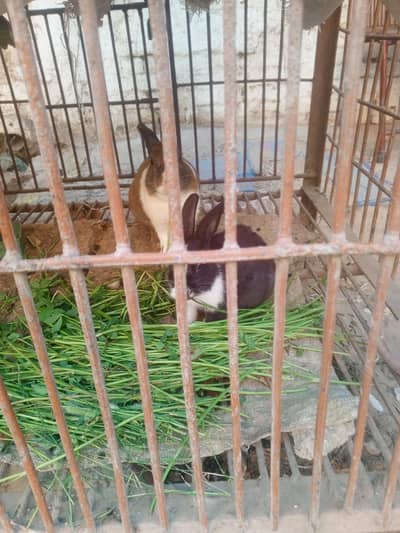 Rabbits Pair Male And Female