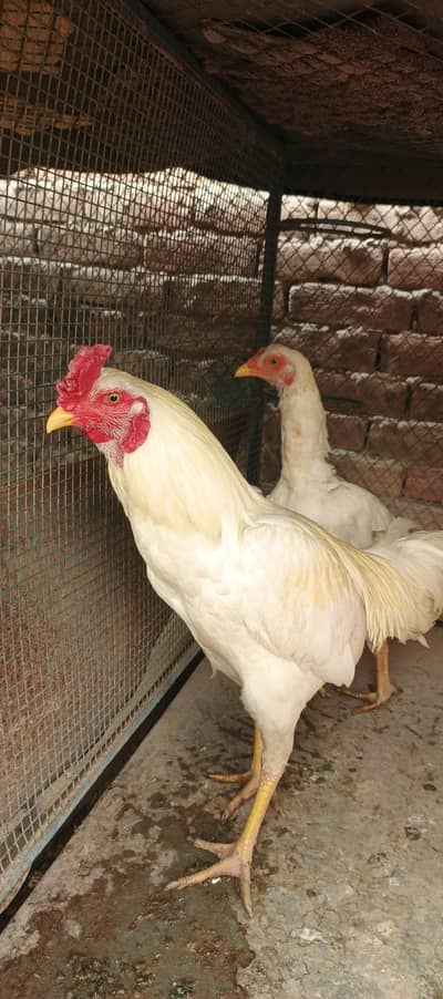 White Heera Aseel Pair