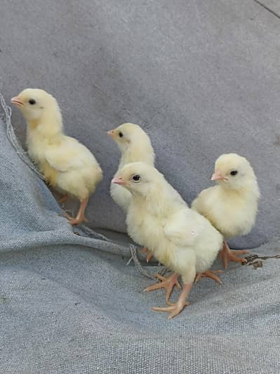 Paper White Heera Chicks
