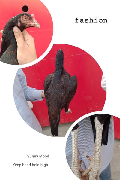 amroha cross high quality breeder madi