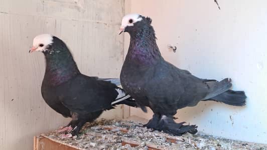 Mukkhi Pigeons