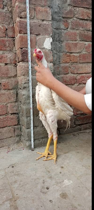 Pure Aseel Shamo German  Breed