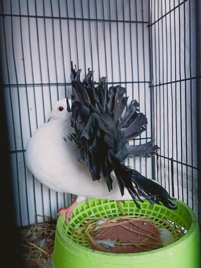 Modern Black tail Triple Tail Breder Male For sale