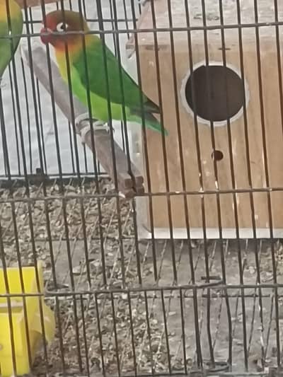 Breeder Male for sale