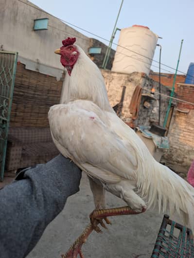 Aseel Heera mianwali