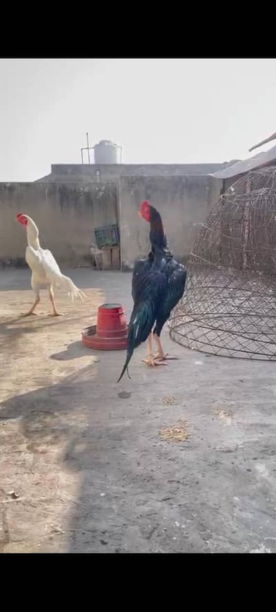 Aseel shamo trio ,jett black, (ready to breed)