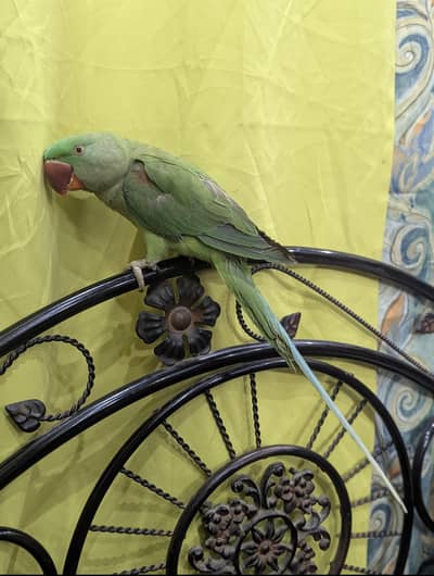 hand Tame Parrot 