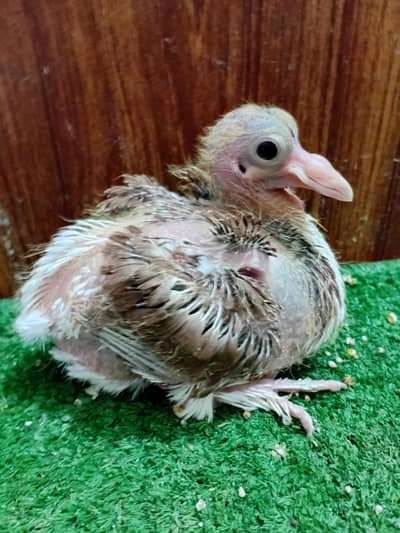 Pigeon sherazi chick