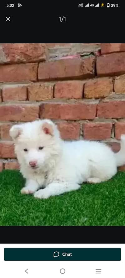 Russian puppy dog eag 3 month  my WhatsApp number 0326.7576469