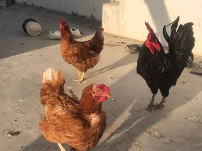 Austrolop | RIR | Lohman Brown