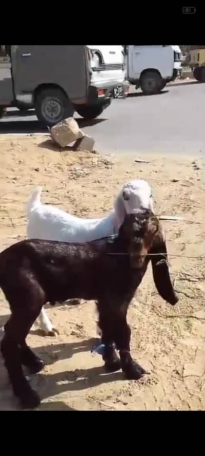Bakra for sale