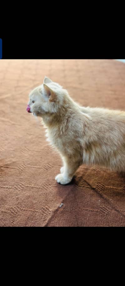 Persian Cat(Ginger)