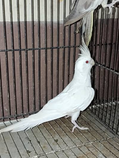 Cockatiel & Love bird