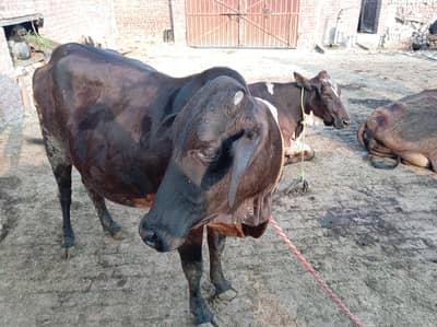 taza soi phelen cow sath bachri for sale