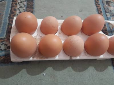 Fresh Brown Eggs Available in Quetta