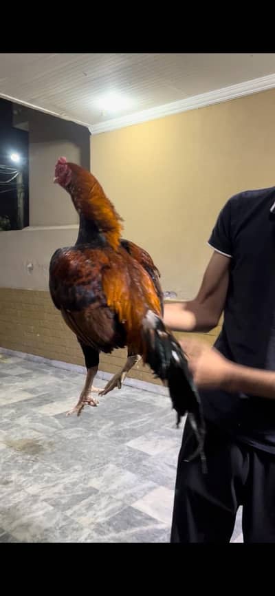 Aseel mianwali top quality