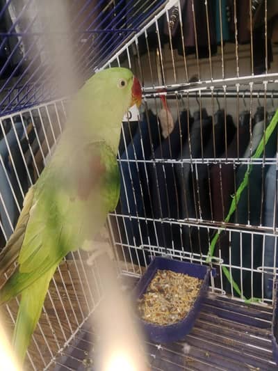 Urgent sale only serious buyers contact us