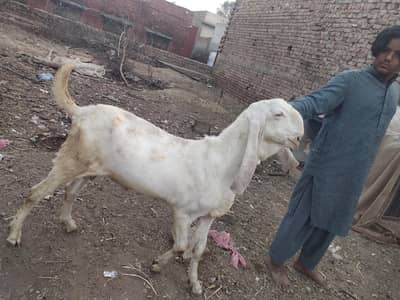 gulabi Rajan puri breeder bacha.