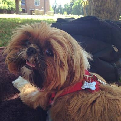 shihtzu Male puppy for sale