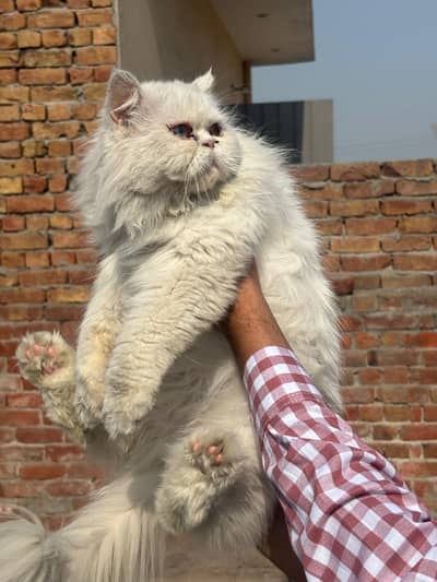 X punch face female cat