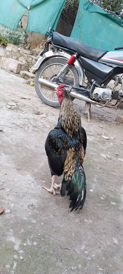 pure Quality Aseel murga