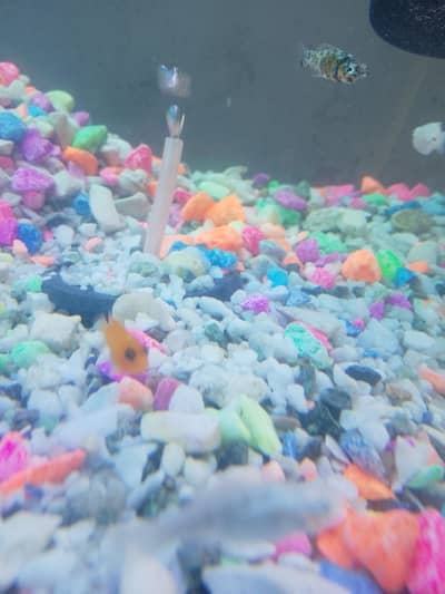 raer colors gold Molly healthy fish