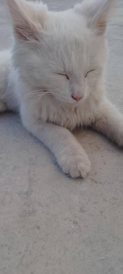 persion cat triple Cort female age 2 months