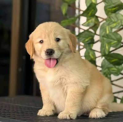 Golden Retriever