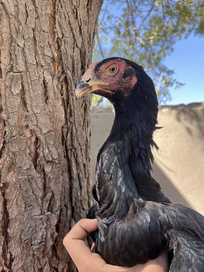 O shamo female/madi/hen aseel