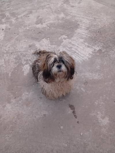 Shihtzu Male
