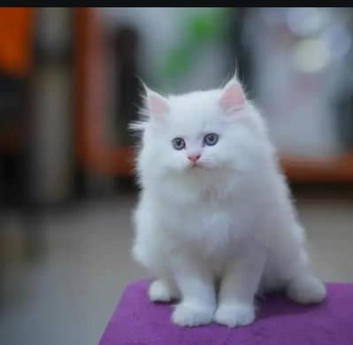 Persian cat for sale my WhatsApp number 0325-55-03-411