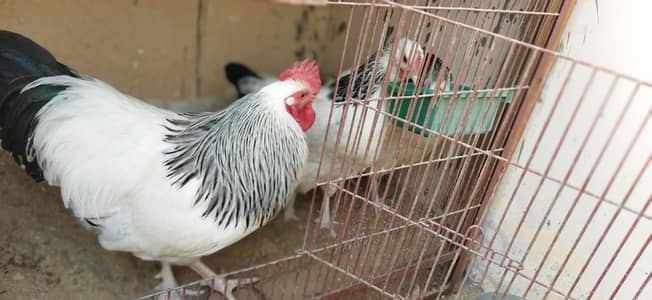 Light Sussex Fertile Eggs Available