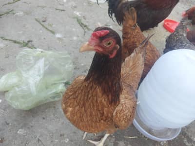 Hens  urgent For sale
