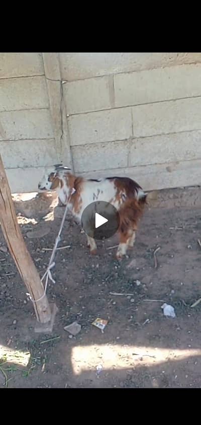 2 bakery for sell 2 dant