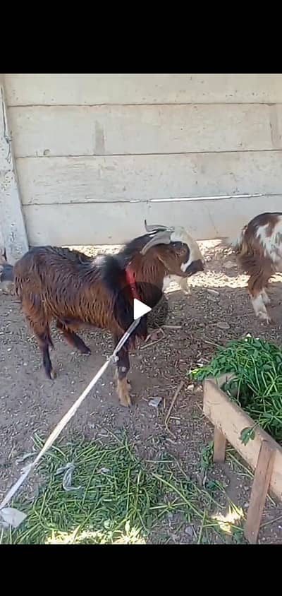 bakra for sell 2 dant