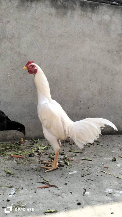 paper white heera aseel patha