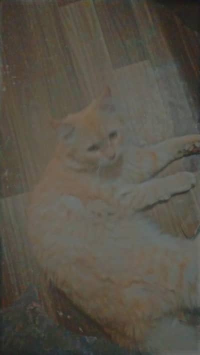 perishan cat bhut friendly hai