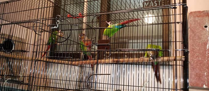 Pineapple Conure and Plum Head breeder pairs