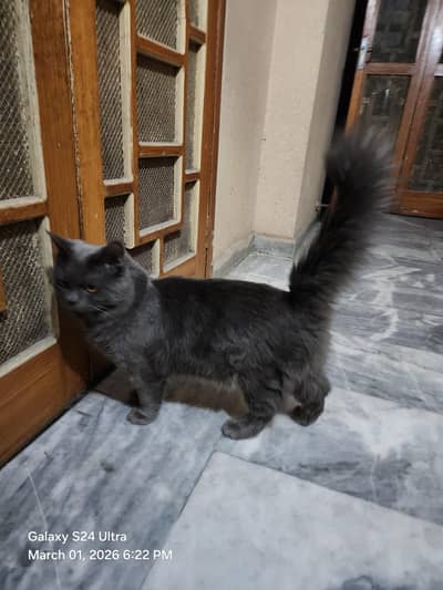 persian Cat Male