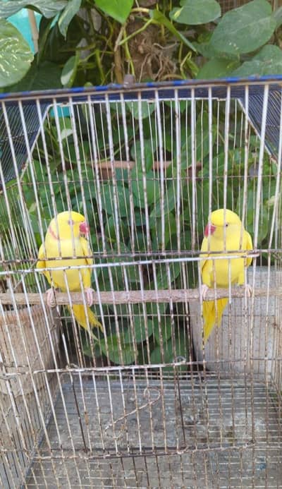 yellow ringneck pair  location landhi