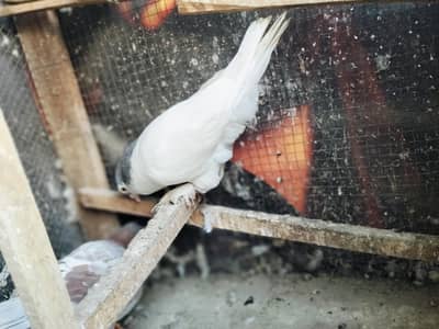 pabai male for sale Best Quality male