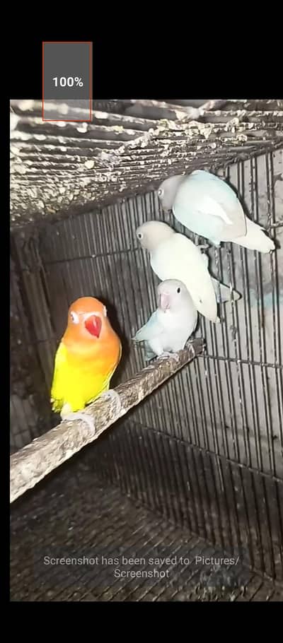 Healthy Love birds for sale.