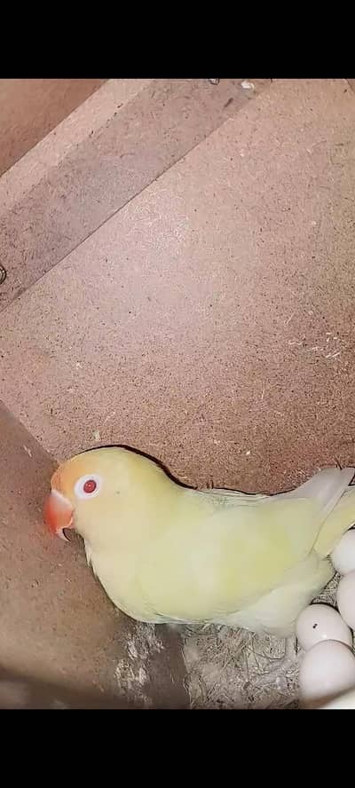 cremino X decino with eggs