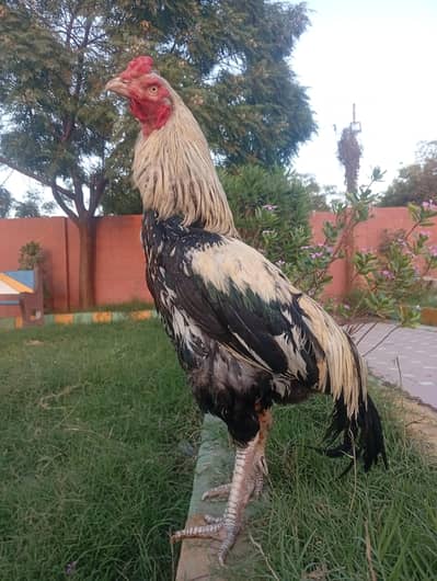 hiuge size Mianwali Java