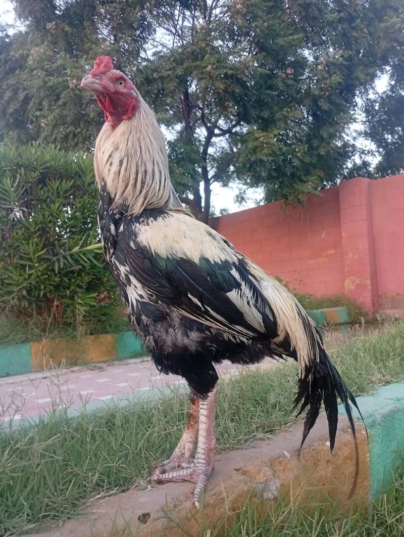 hiuge size Mianwali Java 1