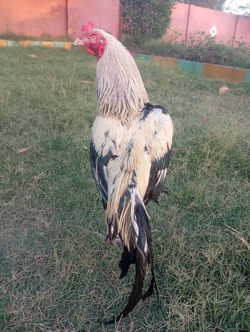 hiuge size Mianwali Java 2